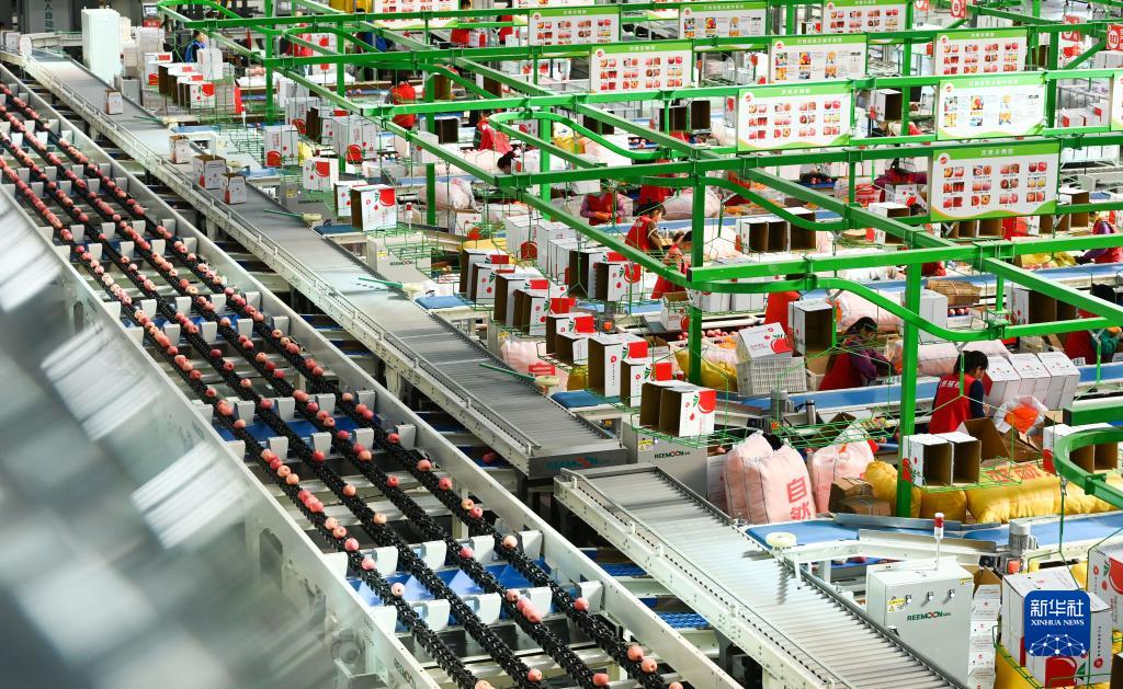 陕西洛川苹果丰收上市