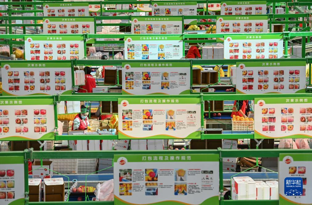 陕西洛川苹果丰收上市