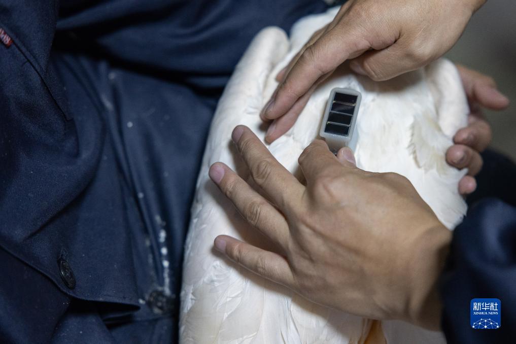 20只朱鹮在江苏盐城湿地放归自然