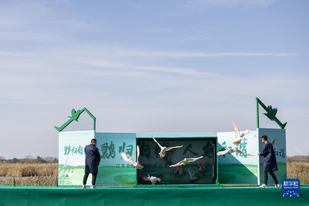 20只朱鹮在江苏盐城湿地放归自然