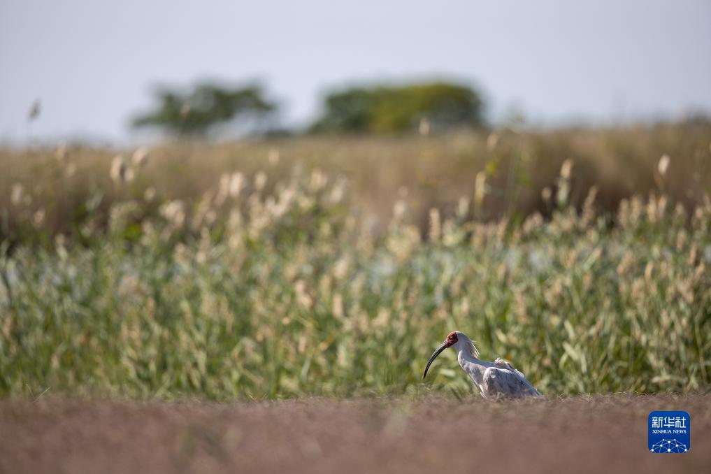 20只朱鹮在江苏盐城湿地放归自然