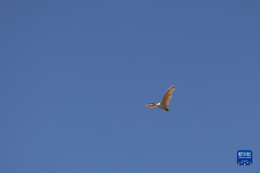 20只朱鹮在江苏盐城湿地放归自然