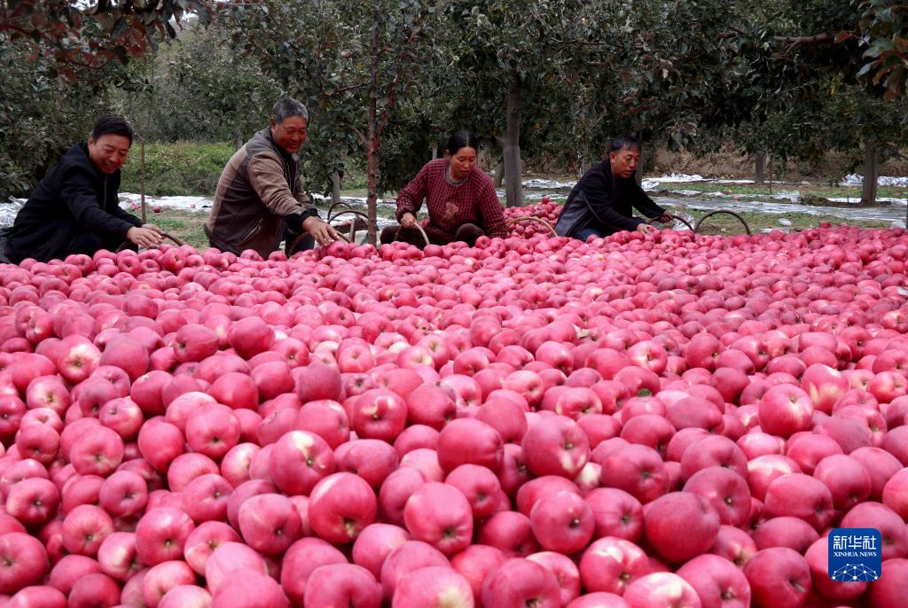 金秋果飘香