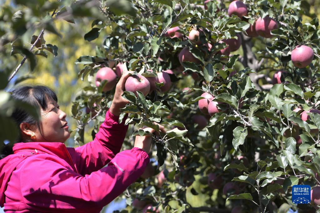 金秋果飘香
