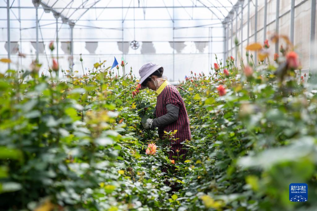 云南姚安:鲜花产业助力乡村振兴