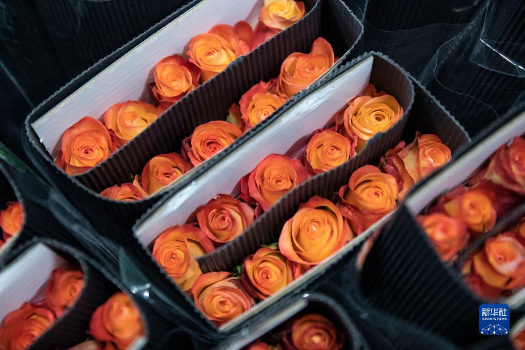 云南姚安:鲜花产业助力乡村振兴