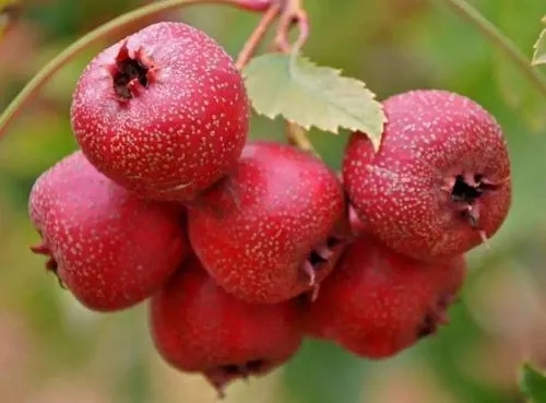 山楂好吃 莫太贪嘴 山楂好吃 莫太贪嘴