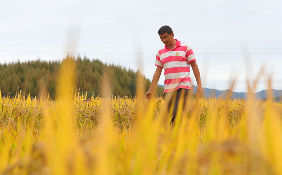 当好国家粮食安全“压舱石”——来自东北三省农业一线的最新观察