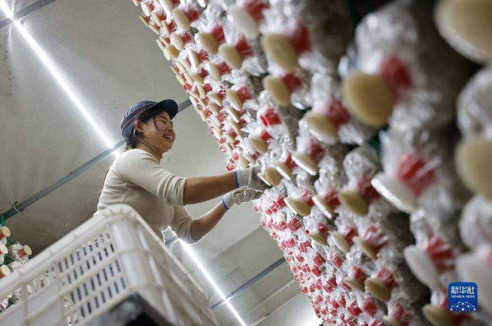 贵州道真:发展食用菌产业带动村民持续稳定增收