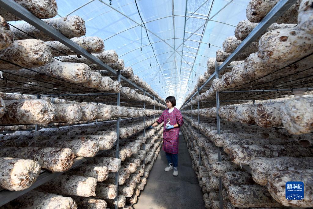 贵州道真:发展食用菌产业带动村民持续稳定增收