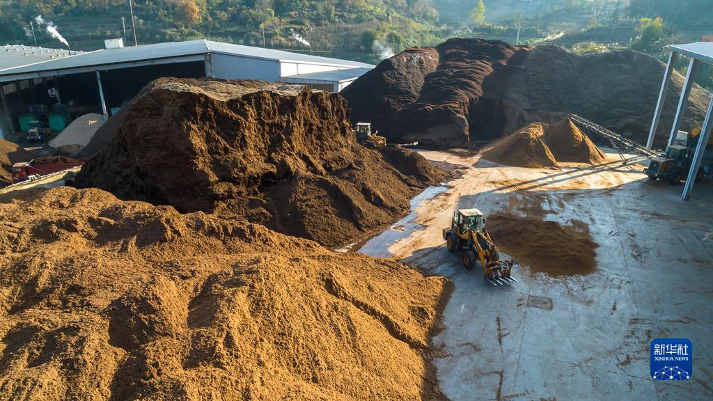 贵州道真:发展食用菌产业带动村民持续稳定增收