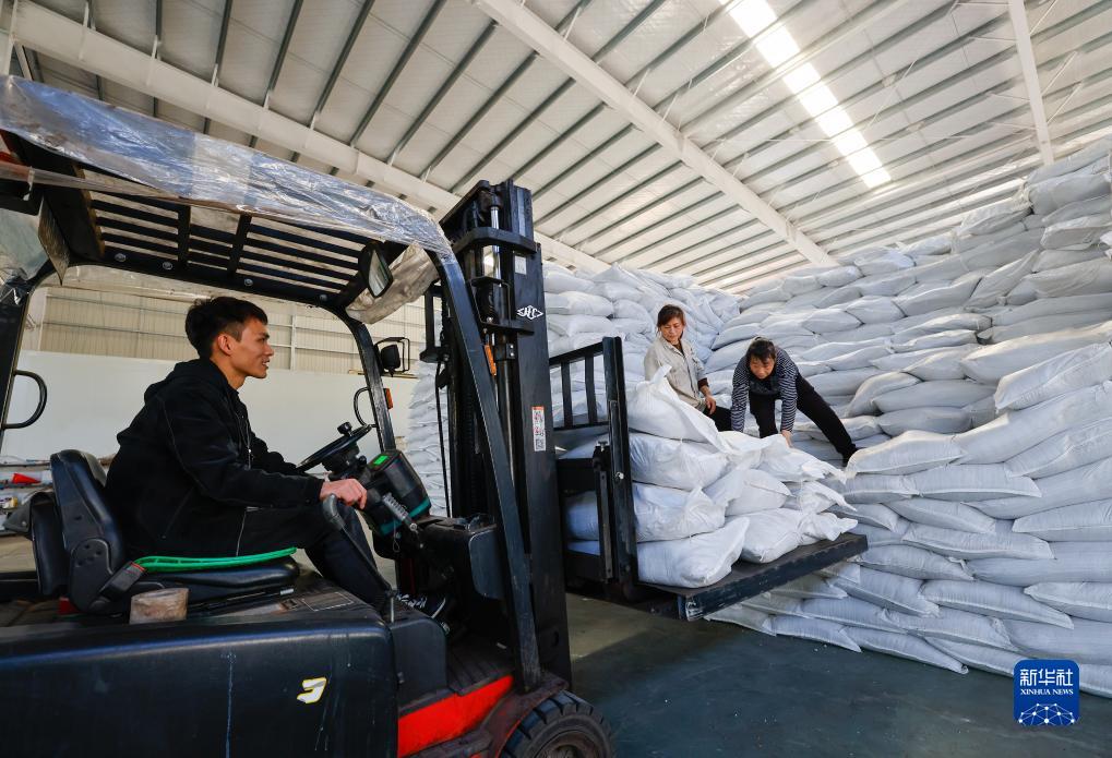 贵州道真:发展食用菌产业带动村民持续稳定增收