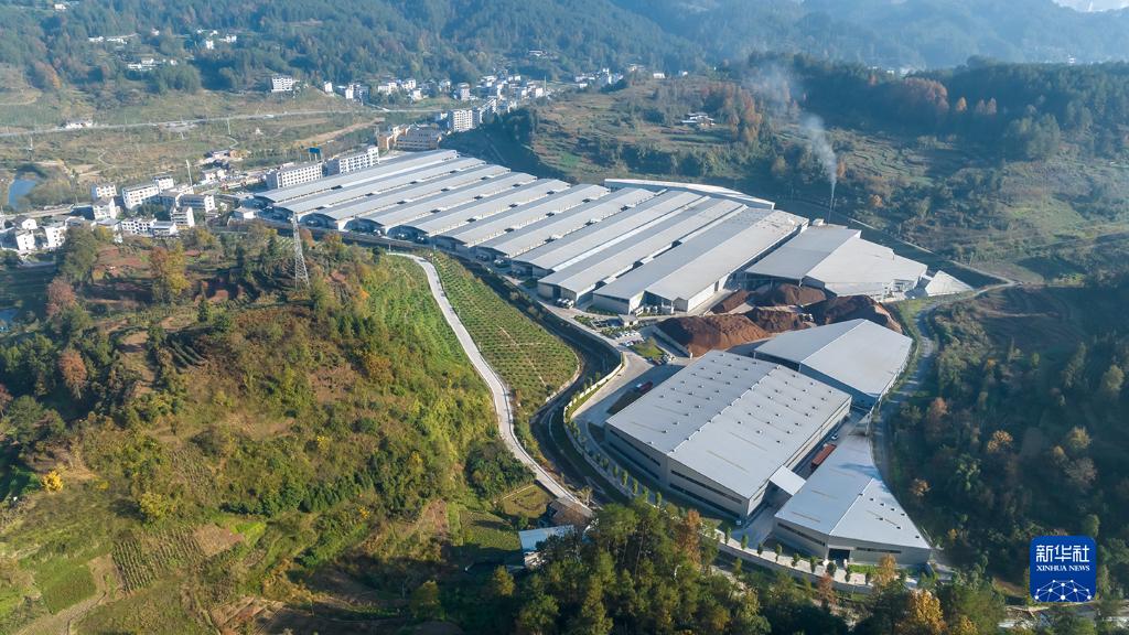 贵州道真:发展食用菌产业带动村民持续稳定增收