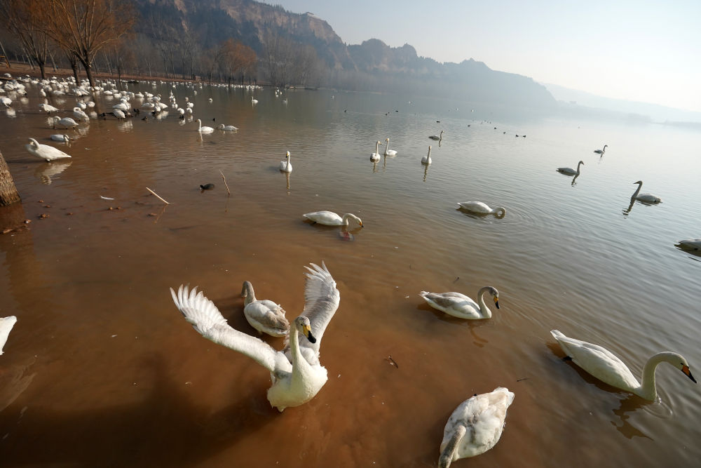 黄河湿地变身“天鹅湖”