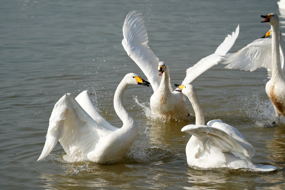 黄河湿地变身“天鹅湖”