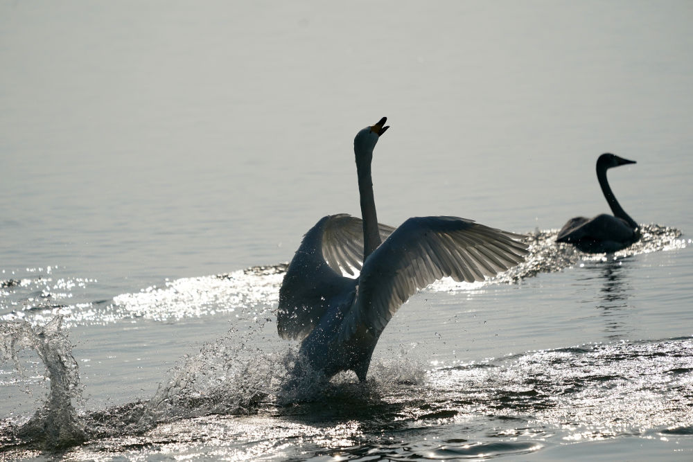 黄河湿地变身“天鹅湖”