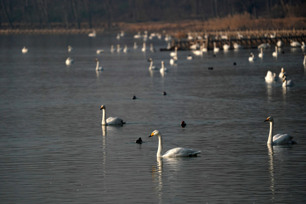 黄河湿地变身“天鹅湖”