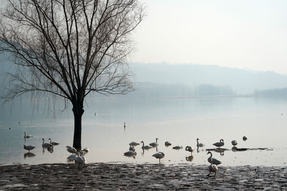 黄河湿地变身“天鹅湖”