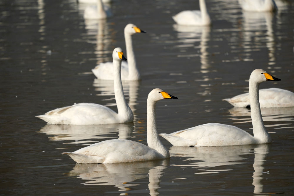 黄河湿地变身“天鹅湖”