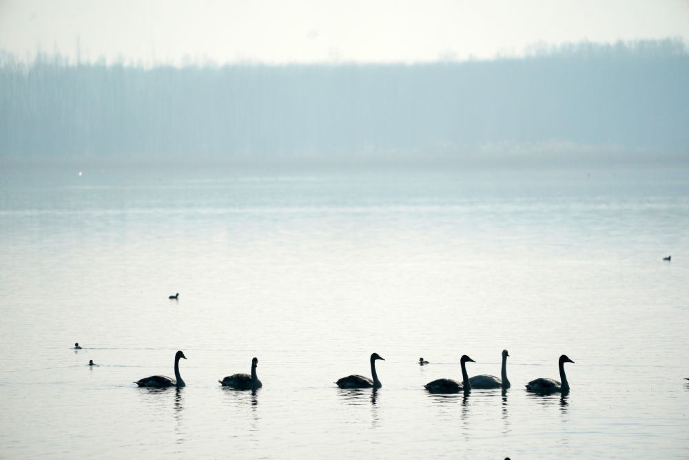 黄河湿地变身“天鹅湖”