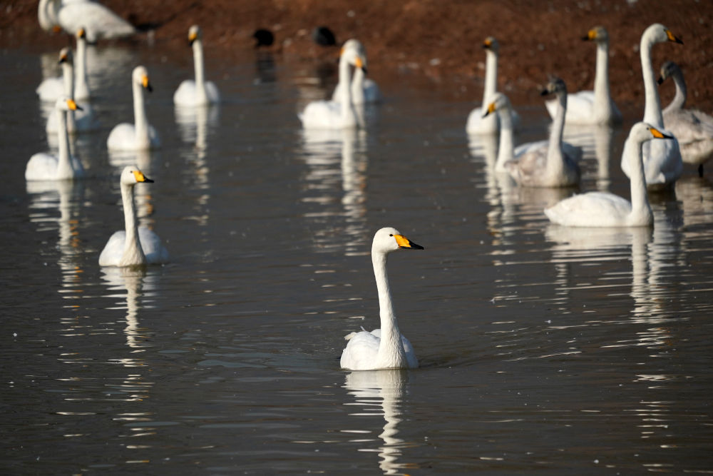 黄河湿地变身“天鹅湖”