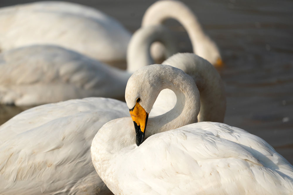 黄河湿地变身“天鹅湖”