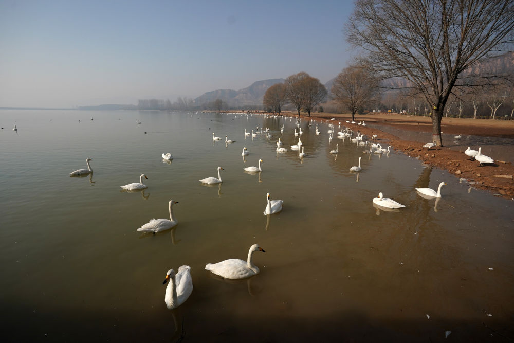 黄河湿地变身“天鹅湖”