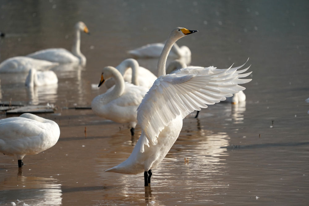 黄河湿地变身“天鹅湖”