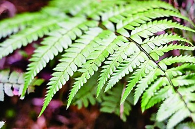 【科技前沿】江西发现植物新物种 【科技前沿】江西发现植物新物种