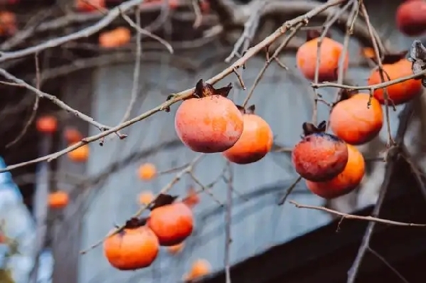 几个柿子下肚,竟致肠梗阻 几个柿子下肚,竟致肠梗阻