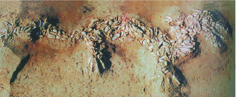 锦绣中国年&middot;龙年说龙丨“神秘龙”：神州大地藏龙有几多？