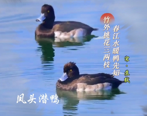 春日里，和动物们一起过春天