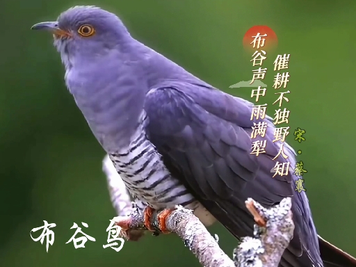 春日里，和动物们一起过春天