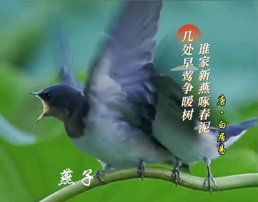 春日里，和动物们一起过春天