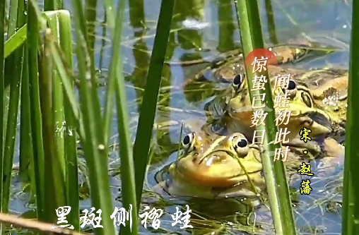 春日里，和动物们一起过春天