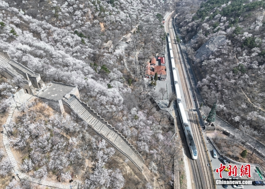 花海中穿行 百年老站青龙桥站春意盎然