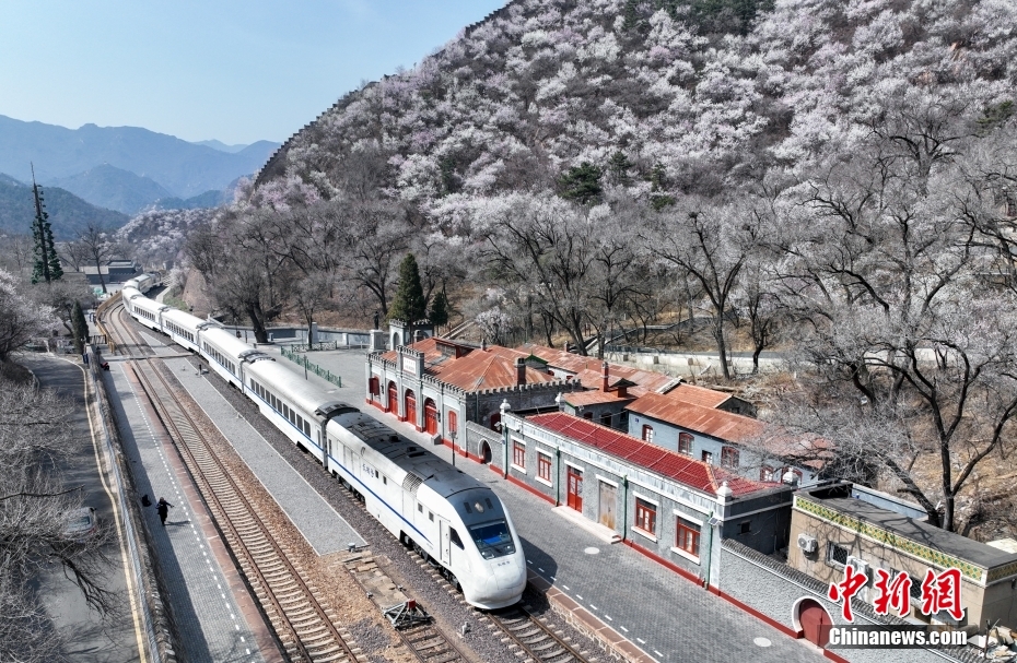 花海中穿行 百年老站青龙桥站春意盎然