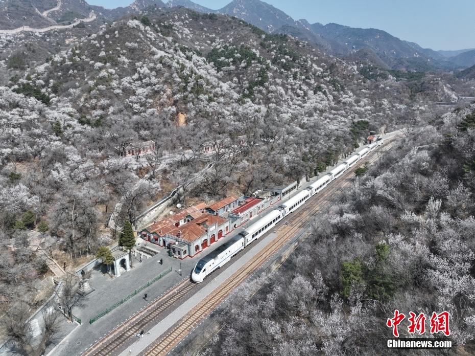 花海中穿行 百年老站青龙桥站春意盎然