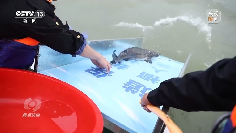 焦点访谈丨长江禁渔三年多 鱼儿们过得怎么样？
