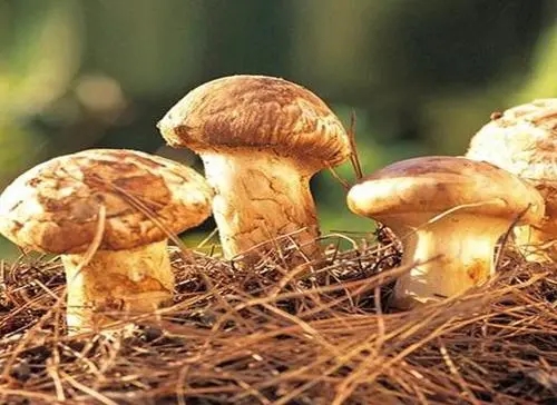 野生菌上市 尝鲜需谨慎!注意“四不吃” 野生菌上市 尝鲜需谨慎!注意“四不吃”