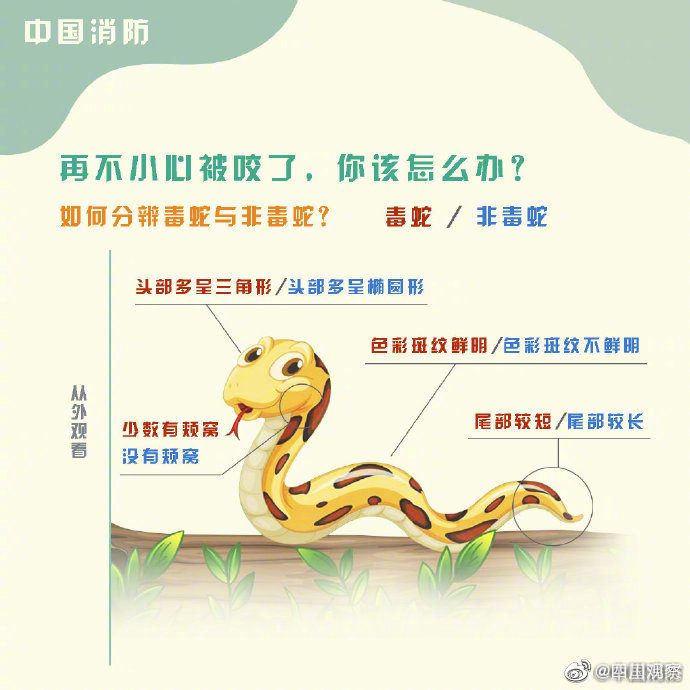 “敲门”进屋纳凉……当心!多地眼镜蛇出没 “敲门”进屋纳凉……当心!多地眼镜蛇出没