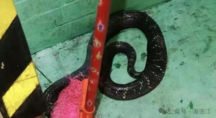 “敲门”进屋纳凉……当心!多地眼镜蛇出没 “敲门”进屋纳凉……当心!多地眼镜蛇出没