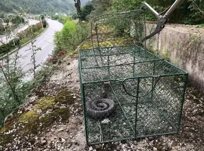 “敲门”进屋纳凉……当心!多地眼镜蛇出没 “敲门”进屋纳凉……当心!多地眼镜蛇出没