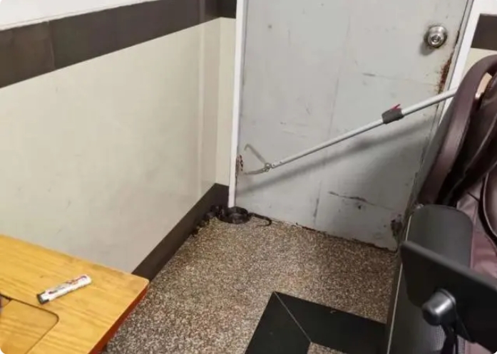 “敲门”进屋纳凉……当心!多地眼镜蛇出没 “敲门”进屋纳凉……当心!多地眼镜蛇出没