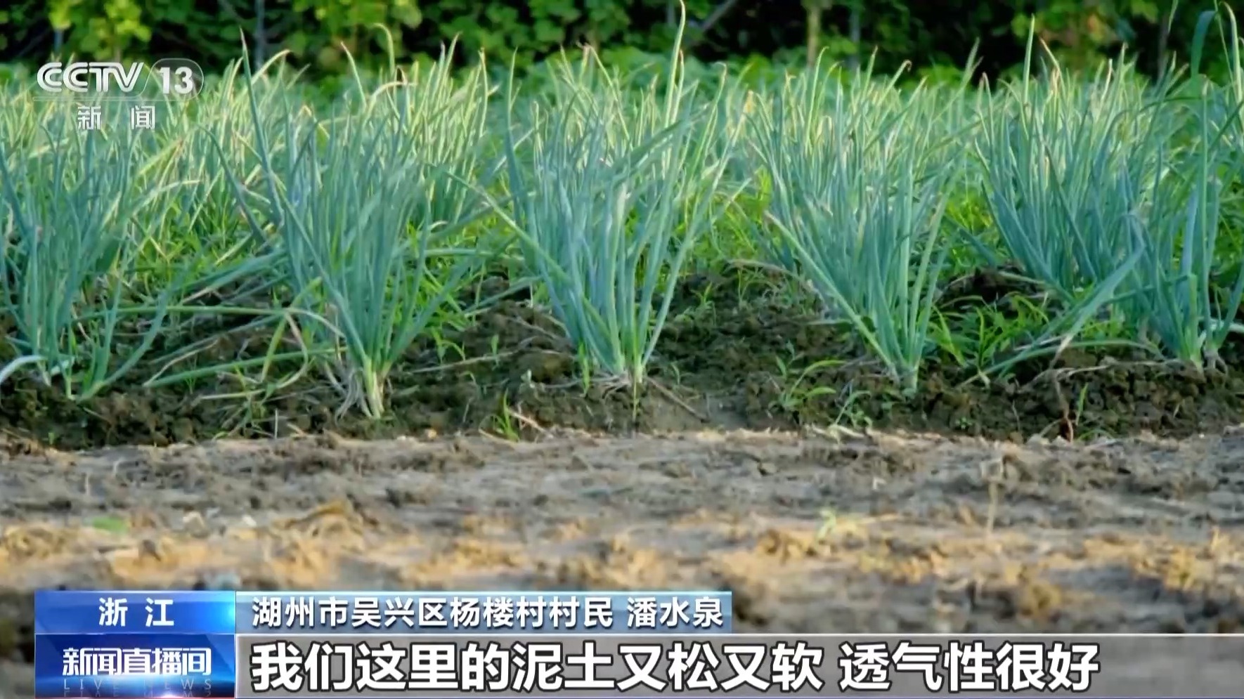 文化中国行丨让滩涂变粮仓 看太湖溇港里的治水智慧