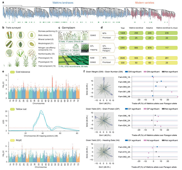 寻迹百年麦种,为精准育种贡献中国智慧 寻迹百年麦种,为精准育种贡献中国智慧