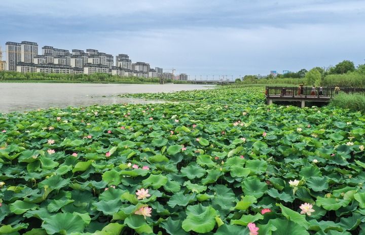 西北小城富平的治水之路 西北小城富平的治水之路