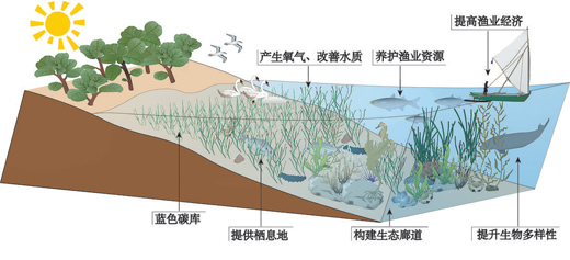 16年，种下2万多亩“海底草原”