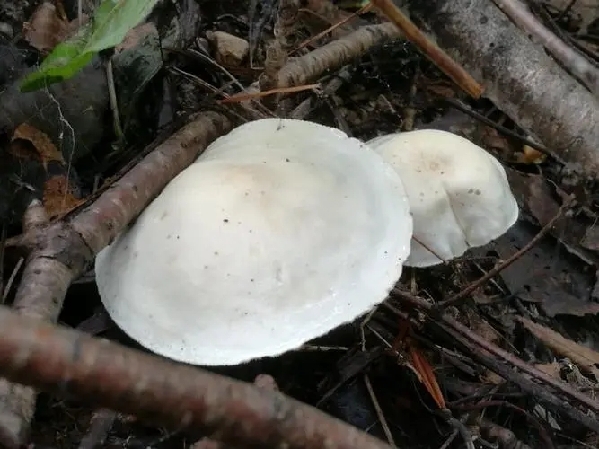 专家提醒：勿碰勿采勿食公园野生菌