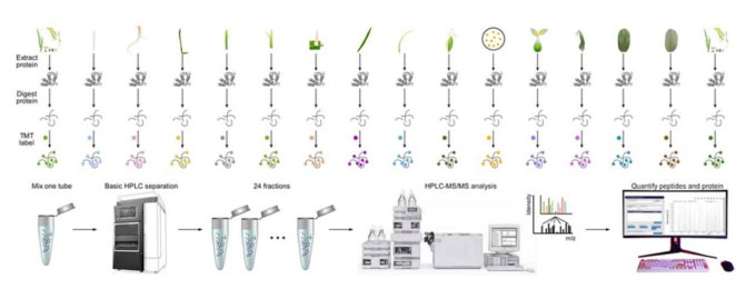 首个水稻全景定量蛋白质组图谱发布